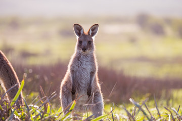 kangaroo in the grass