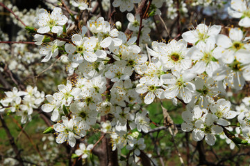 Spring flowers blooming in the garden with the other flowers bokeh background