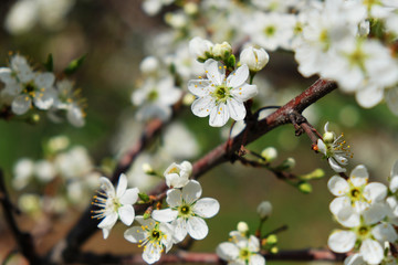 Obraz premium Spring flowers blooming in the garden with the other flowers bokeh background