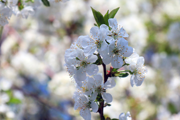flowers of cherry tree in spring