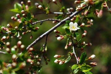 Obraz premium the only one flower between swollen green buds on a branch of a cherry tree.