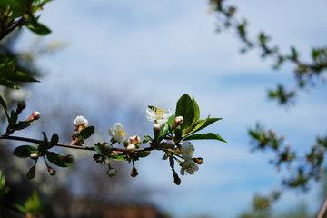 Flowers between swollen green buds on a branch of a cherry tree.