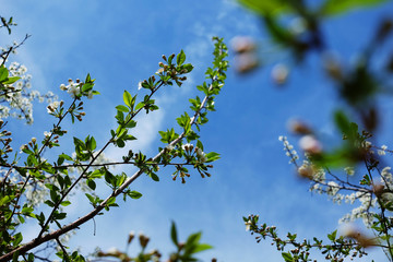 Cherry blossom trees in a park