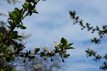 Flowers between swollen green buds on a branch of a cherry tree.
