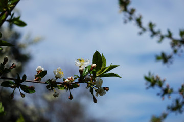 Flowers between swollen green buds on a branch of a cherry tree.