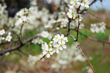 sakura blossom flower with huge garden on the background