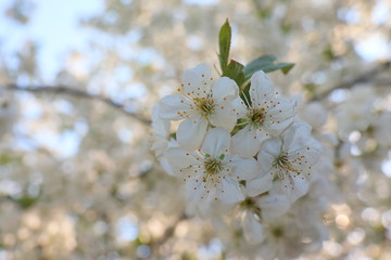 white flowers in spring