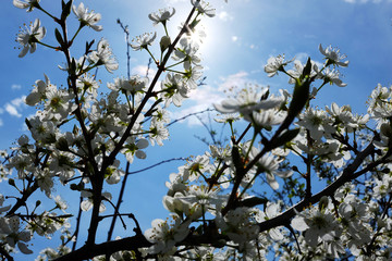 Cherry blossom trees in a park