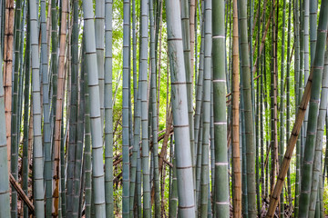 Tropical green bamboo forest