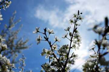 Beautiful cherry blossom sakura in spring time over blue sky.