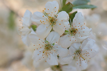 Obraz premium white flowers of cherry