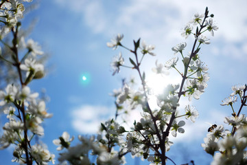 Beautiful cherry blossom sakura in spring time over blue sky.