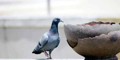 Thirsty pigeon on pot