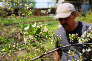 Blooming cherry sakura fruit tree with Farmer taking care of the garden on the background