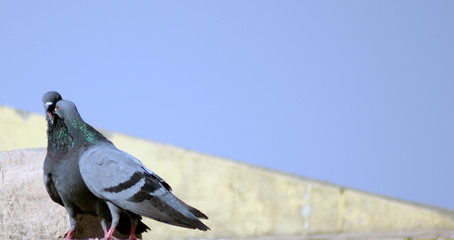 pigeon couple beak on roof wall