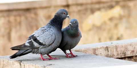 Couple of pigeons on border in city