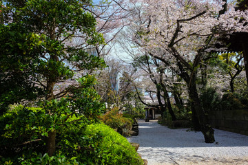 Pink sakura tree park in Tokyo city april winter