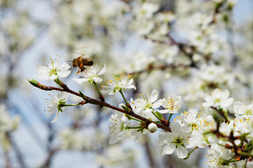 Bee on a flower of the white cherry blossoms