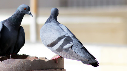 Tow pigeon watching each other sitting on pot