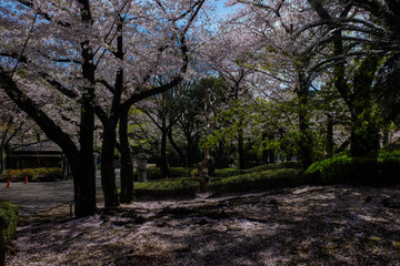 Pink sakura tree park in Tokyo city april winter