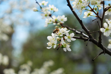 Beautiful cherry blossom sakura in spring time over blue sky.