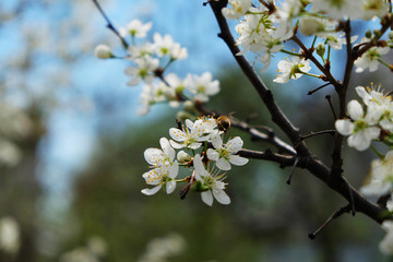 Beautiful cherry blossom sakura in spring time over blue sky.