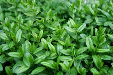 Young, fresh, green leaves. Green shrub