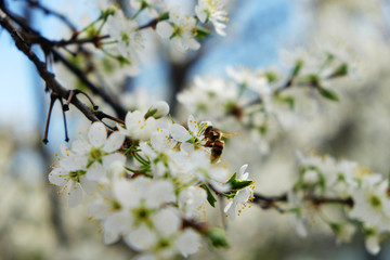 Bee on a flower of the white cherry blossoms