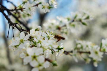 sakura blossom flower with huge garden on the background