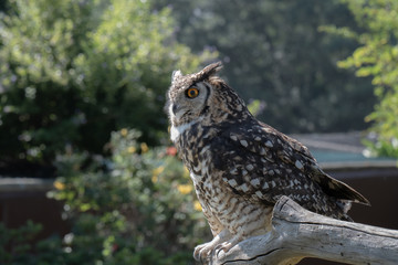 A Cape Eagle Owl on a perch in a garden.