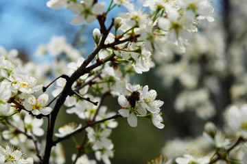 sakura blossom flower with huge garden on the background