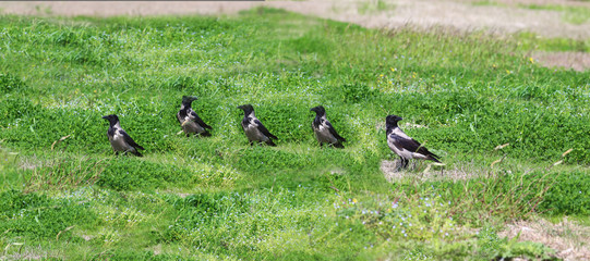 A flock of gray crows in search of food on the green grass ... Never before met a gray crows in a flock .... 