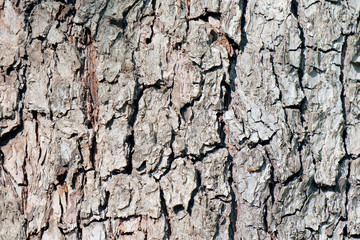 tree bark texture