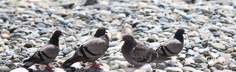 A flock of Pigeons who sit on pebbles.