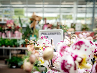 Obraz na płótnie Canvas Multicolored fresh Orchid flower from the Orchidaceae family close-up in modern florist store white with pink dots