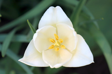 white flower