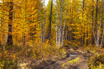 Forest duct with puddles, Milkovsky Districkt, Kamchatka, Russia.