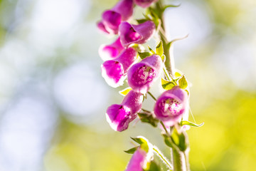 closeup purple flowers of digitalis in sunday.