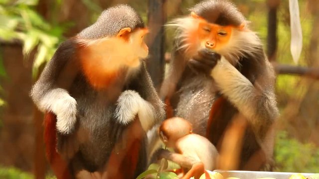Langur monkeys  eating food in Chiangmai Thailand