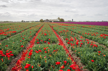 Obraz premium Tulip plants in long converging rows