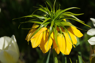 Kaiserkrone / imperial crown flower (Fritillaria imperialis) in the sun, closeup