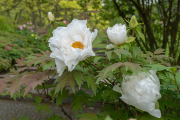 Fototapeta premium Strauchpaeonie Paeonia suffruticosa 'Renkaku' Flug der Kraniche