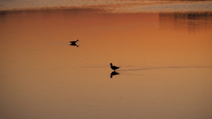 Colonia de Sant Jordi, Mallorca, Spain. Amazing landscape of the beautiful salt flats during the sunset. Silhouette of seagulls in backlight