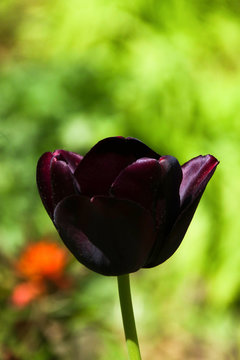 Beautiful purple tulips in the sunlight, Closeup