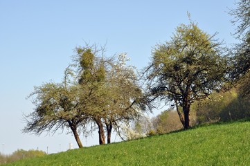 Stedtfeld bei Eisenach