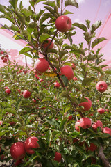 apple orchards 