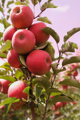 apple orchards 