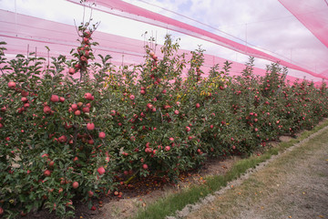 apple orchards 