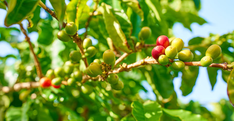 Harvesting coffee plants on Gran Canary Island / The only european coffee plantation in the valley of 