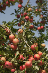 apple orchards 